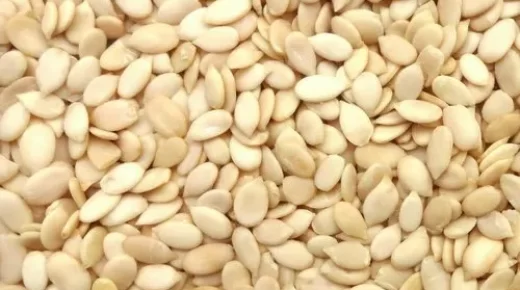 Graine de pastèque